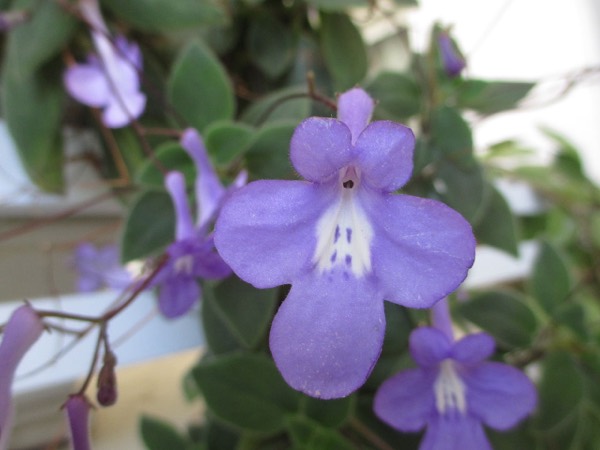 ストレプトカーパス